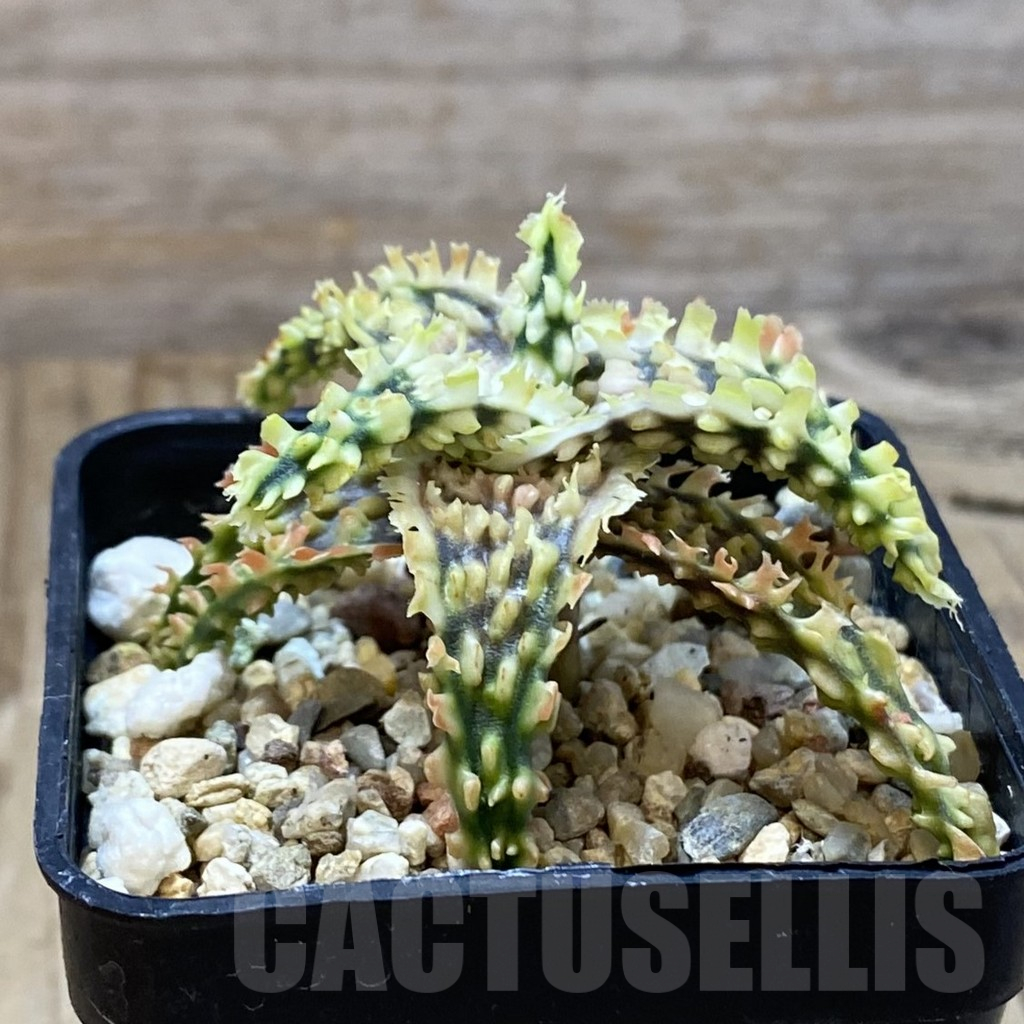 SH14707 Aloe TCT hybrid, seedling - Image 2