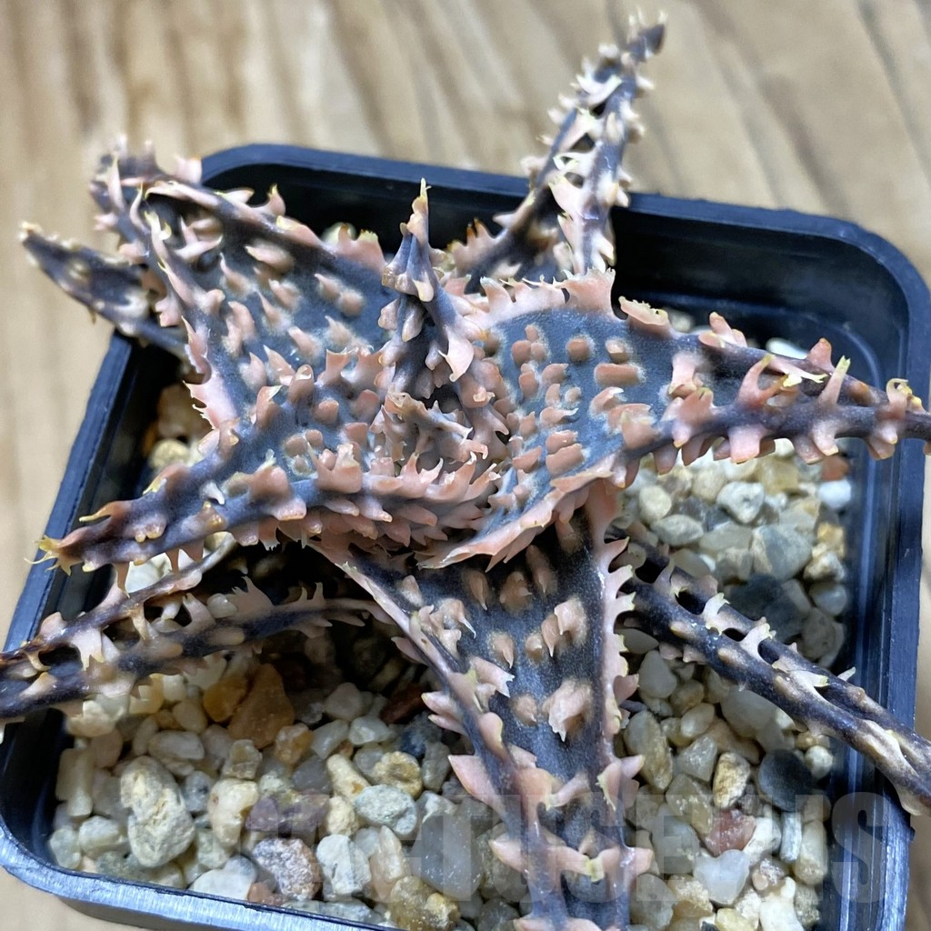 SH14710 Aloe TCT hybrid, seedling