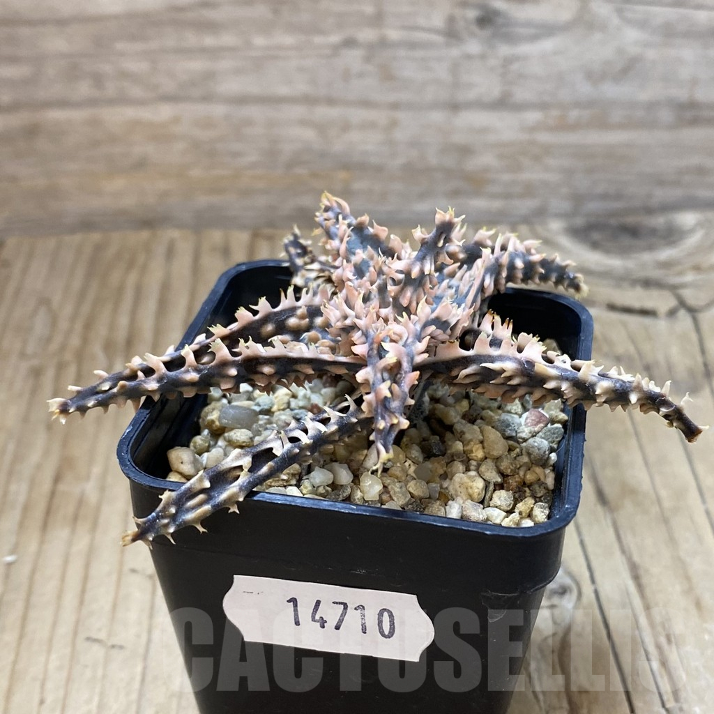 SH14710 Aloe TCT hybrid, seedling - Image 2