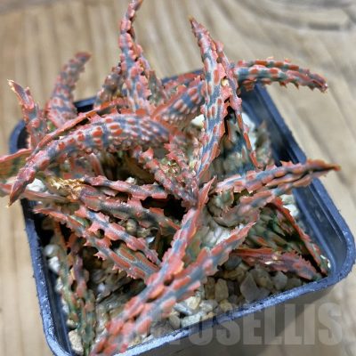 SH14711 Aloe TCT hybrid, seedling