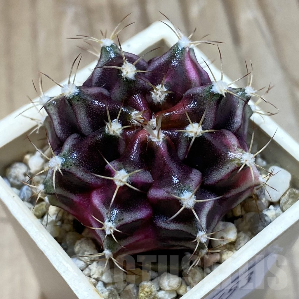 SH14653 Gymnocalycium mihanovichii f. variegata, seedling