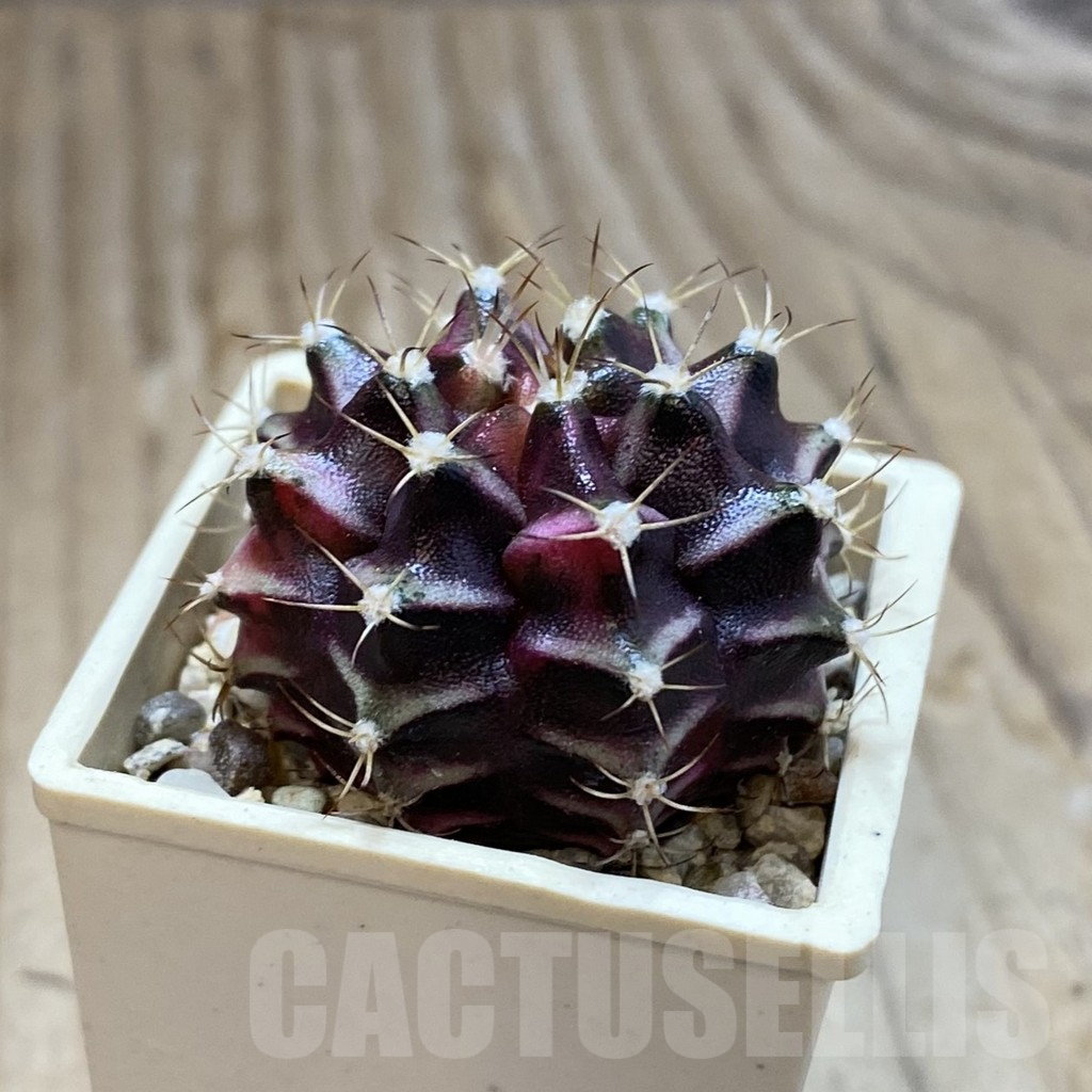 SH14653 Gymnocalycium mihanovichii f. variegata, seedling - Image 2