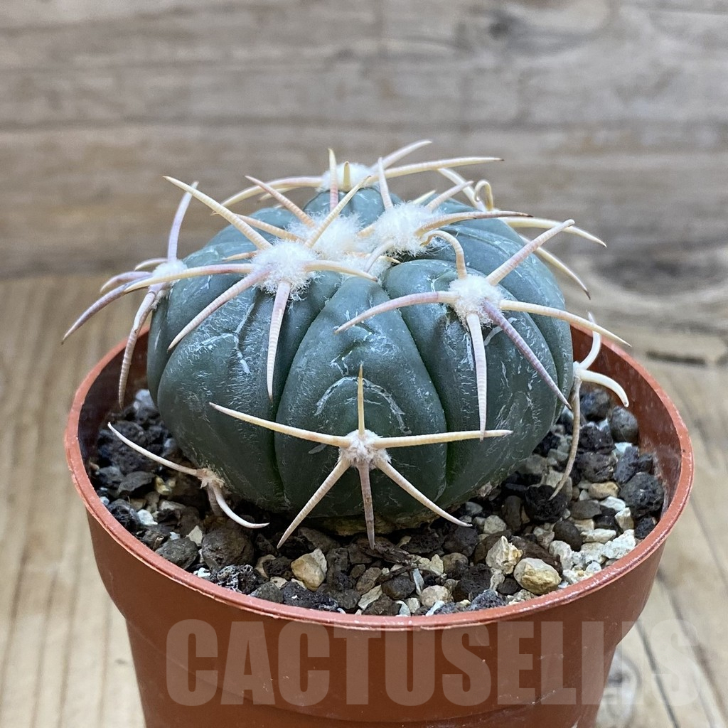 SH14658 Echinocactus horizonthalonius - Carazone d Monte- - Image 2