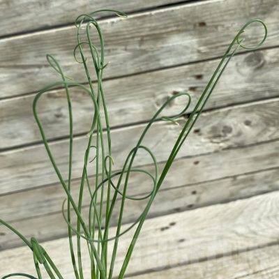 SH14671 Albuca spiralis