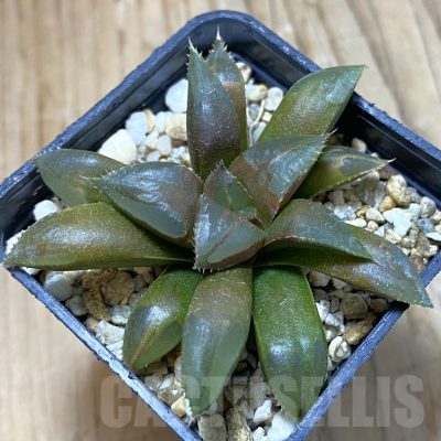 SH14674 Haworthia mirabilis 'Mundula'