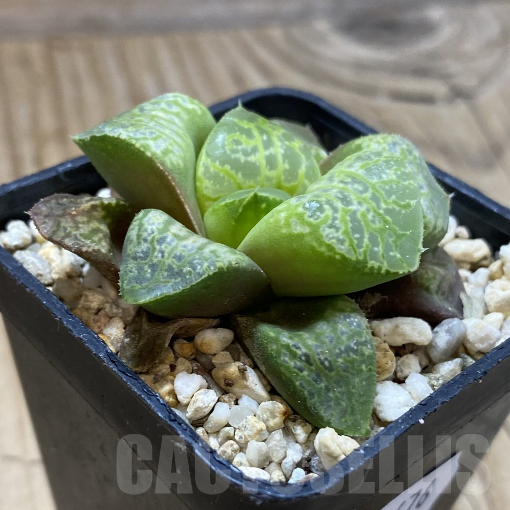 SH14676 Haworthia 'Kamen Butokai' - Image 2