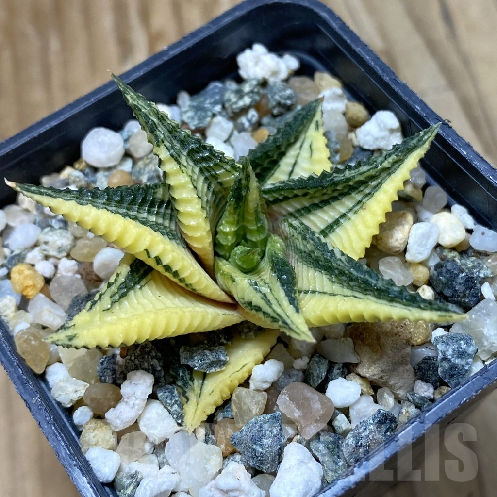 SH14677 Haworthia limifolia f. variegata