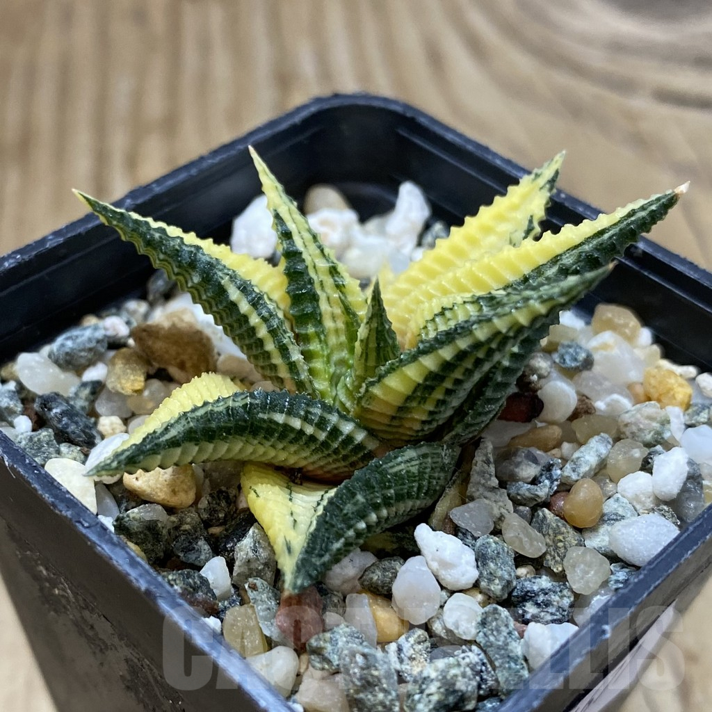 SH14677 Haworthia limifolia f. variegata - Image 2