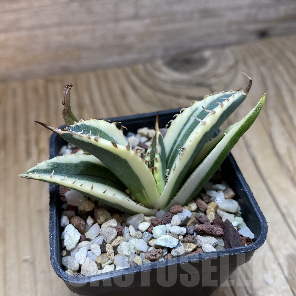 SH14716 Agave titanota f. variegata ‘Snaggle Tooth’ - Image 2