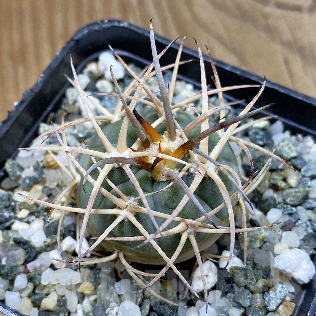 SH14755 Gymnocalycium armatum LF 616