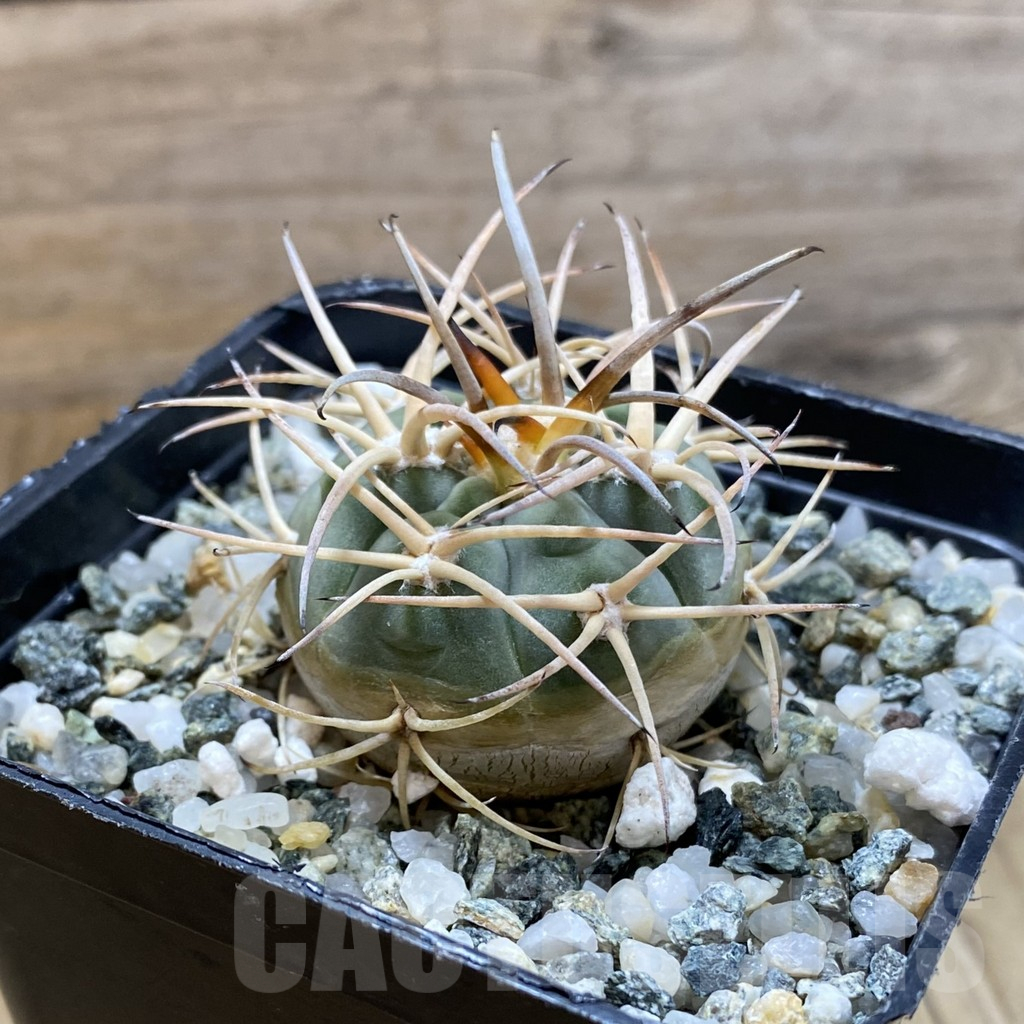 SH14755 Gymnocalycium armatum LF 616 - Image 2