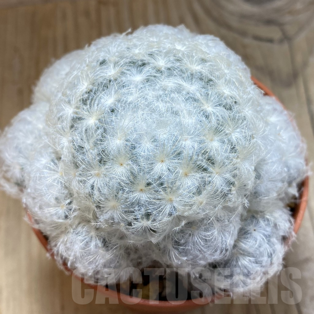 SH14763 Mammillaria plumosa