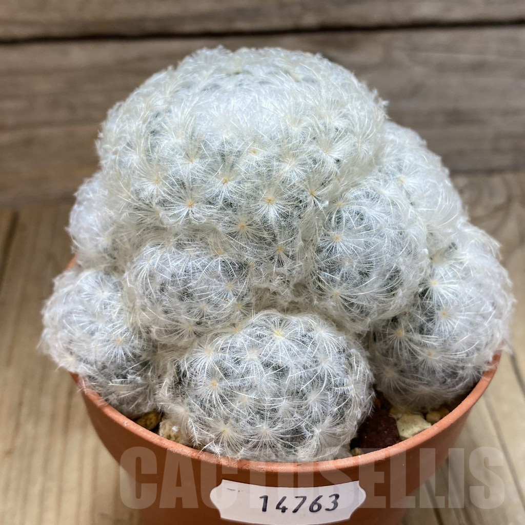 SH14763 Mammillaria plumosa - Image 2