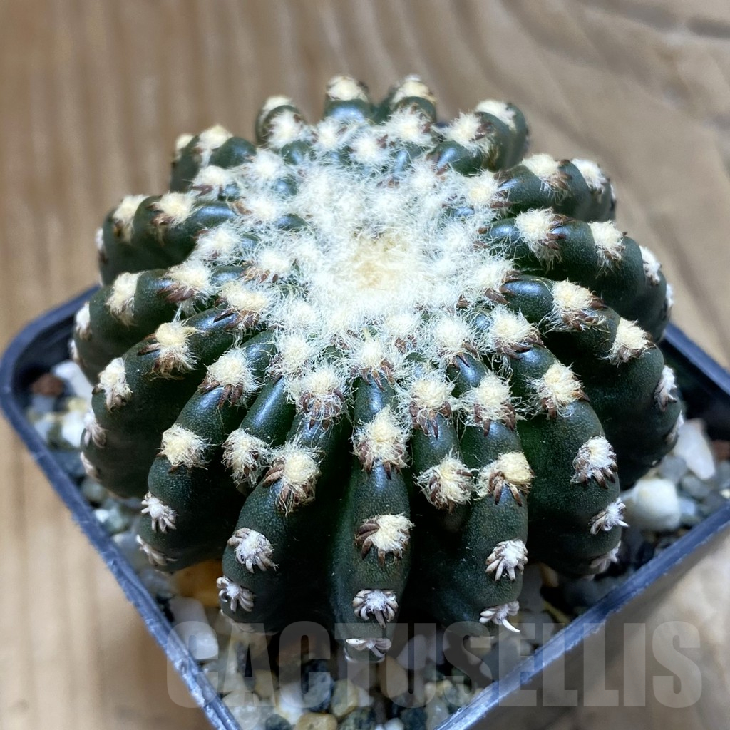 SH14764 Discocactus horstii