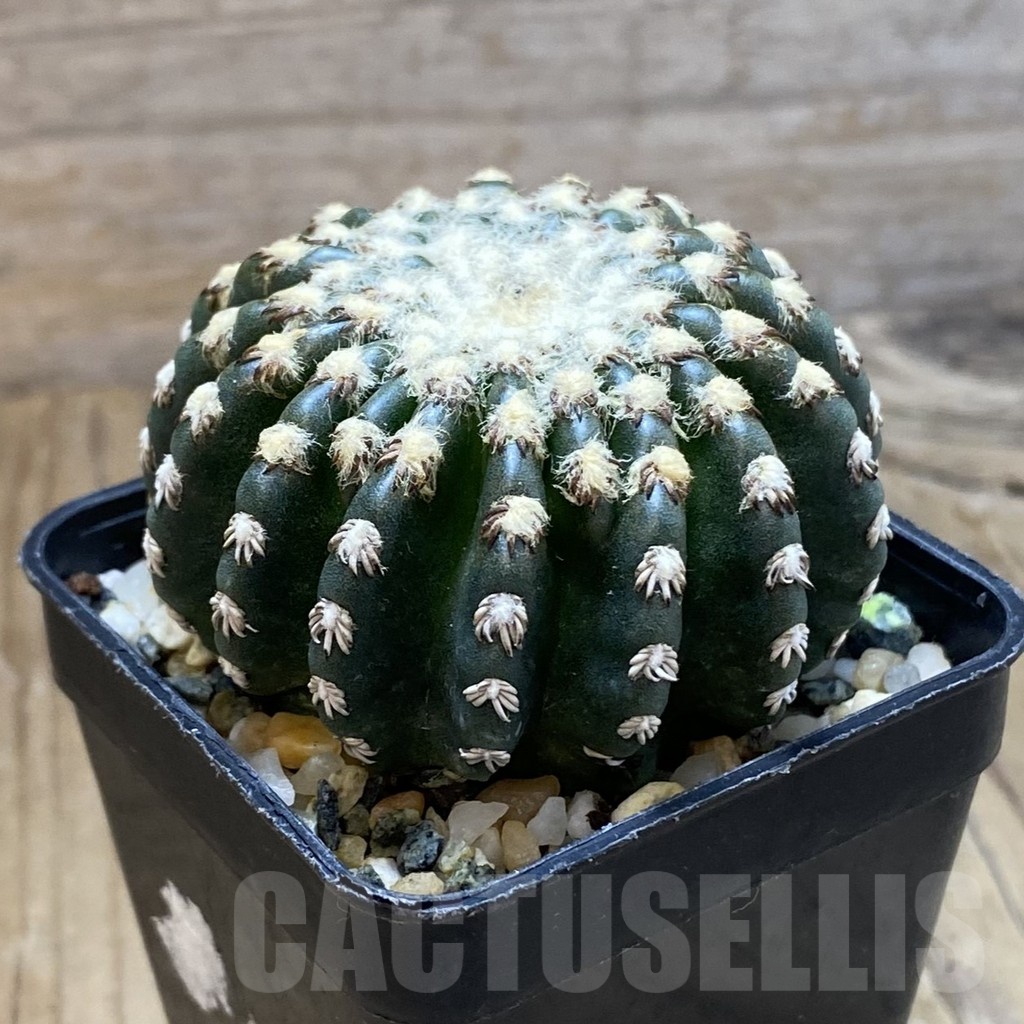 SH14764 Discocactus horstii - Image 2