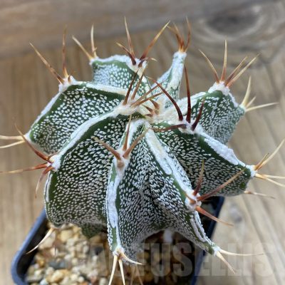 SH14768 Astrophytum ornatum hybrid