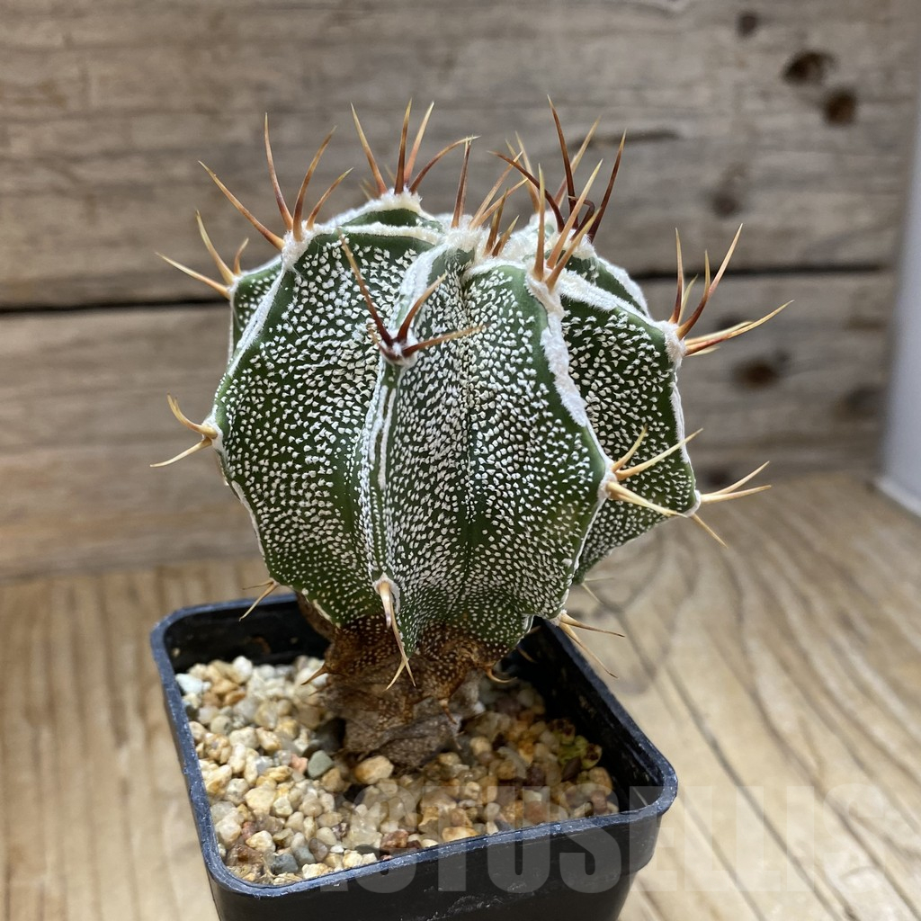 SH14768 Astrophytum ornatum hybrid - Image 2