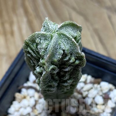 SH14769 Astrophytum myriostigma ‘Fukuryu’