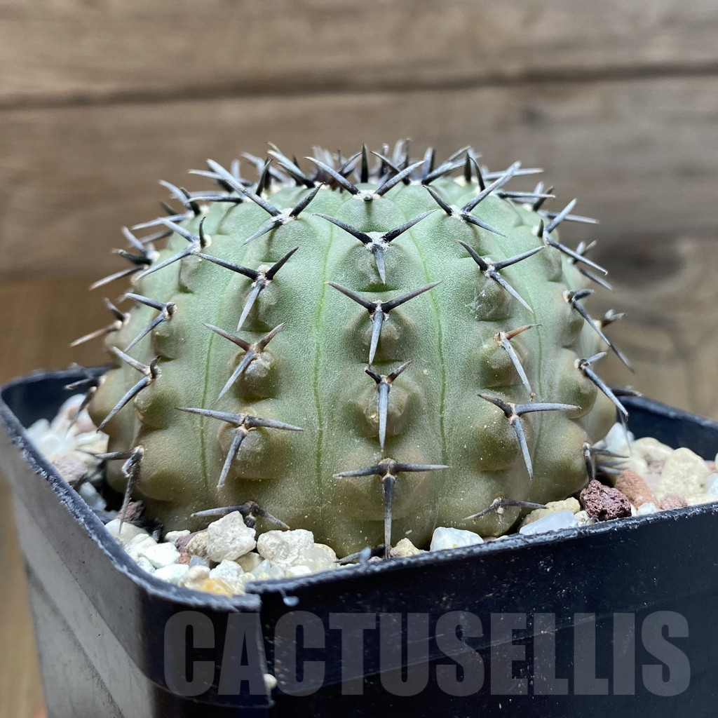 SH14723 Gymnocalycium bodenbenderianum -black spine-Japan - Image 2
