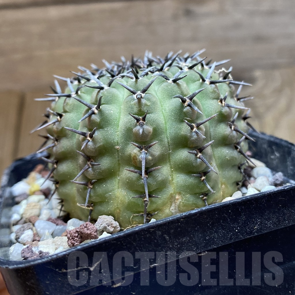 SH14724 Gymnocalycium bodenbenderianum -black spine-Japan - Image 2