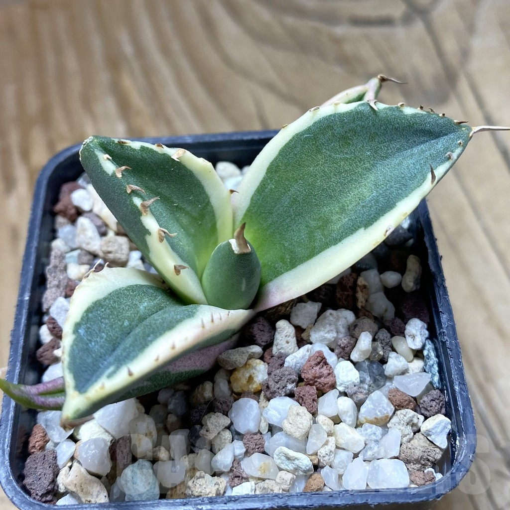 SH14714 Agave titanota f. variegata ‘Snaggle Tooth’