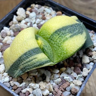 SH14729 Gasteria armstrongii f. variegata