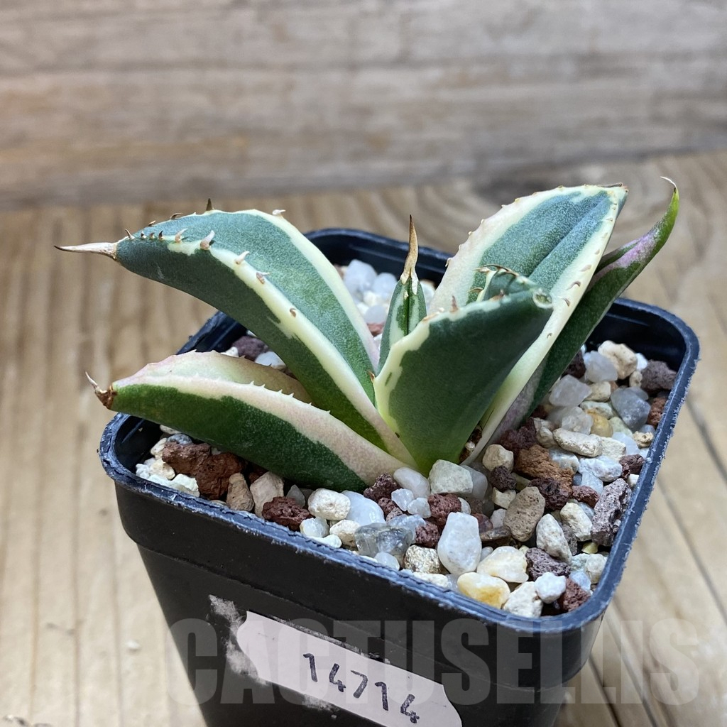 SH14714 Agave titanota f. variegata ‘Snaggle Tooth’ - Image 2