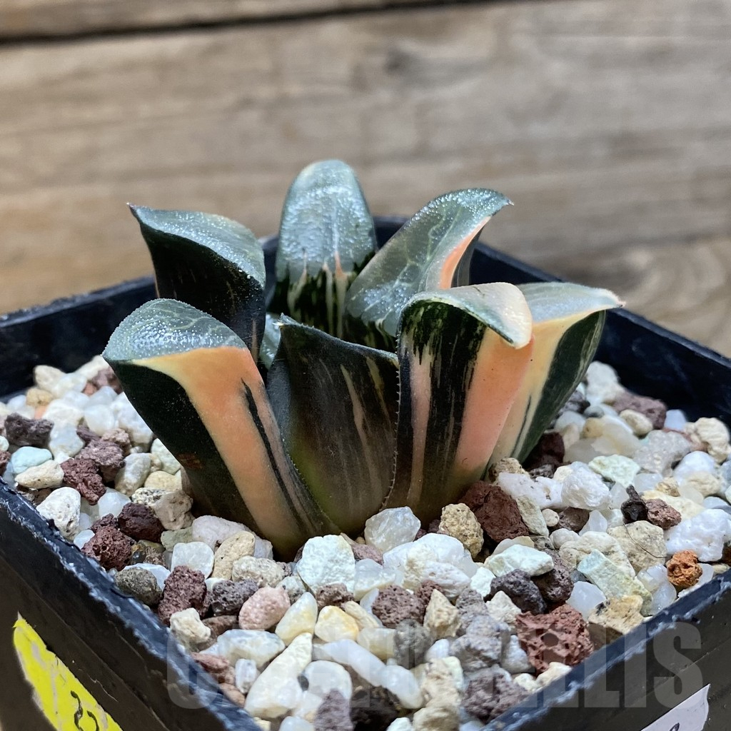 SH14739 Haworthia bayeri f. variegata - Image 2