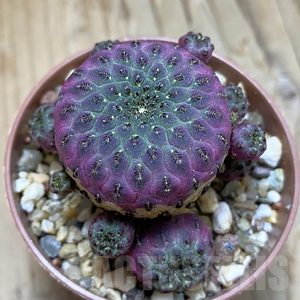 SH14810 Sulcorebutia rauschii