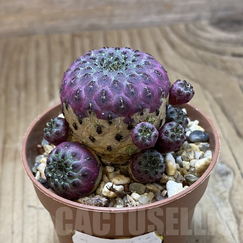 SH14810 Sulcorebutia rauschii - Image 2
