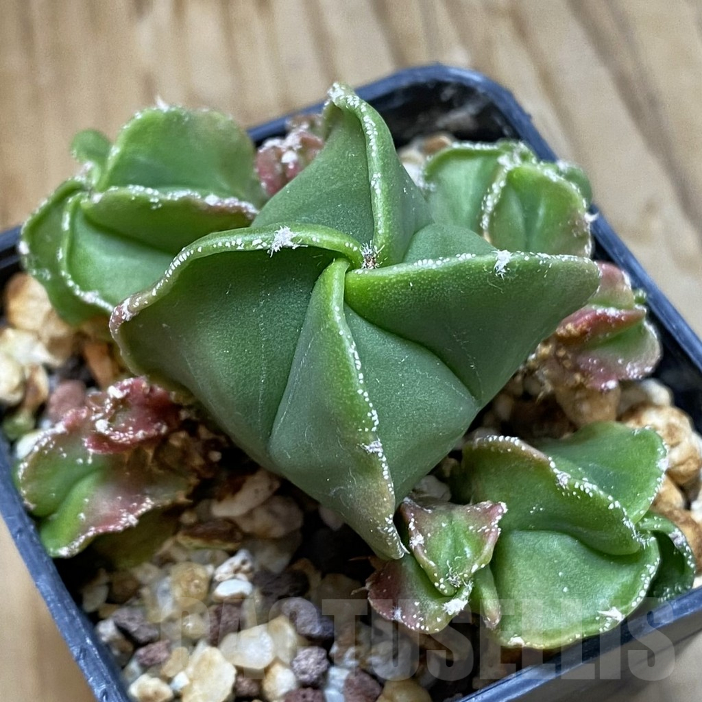 SH14817 Astrophytum myriostigma f. caespitosa