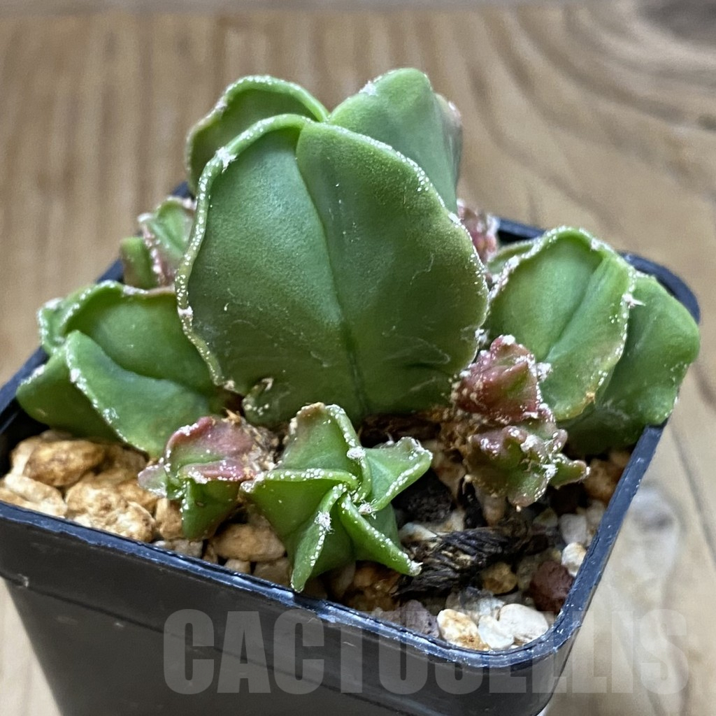 SH14817 Astrophytum myriostigma f. caespitosa - Image 2