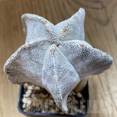 SH14818 Astrophytum myriostigma ‘Onzuka’