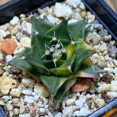 SH14830 Obregonia denegrii f. variegata