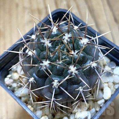 SH14832 Gymnocalycium aff. gibbosum