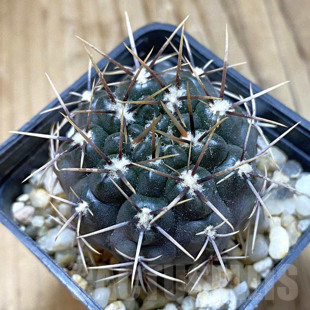 SH14832 Gymnocalycium aff. gibbosum
