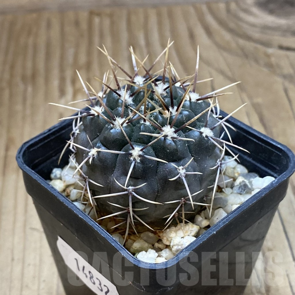 SH14832 Gymnocalycium aff. gibbosum - Image 2