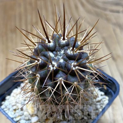 SH14833 Eriosyce curvispina