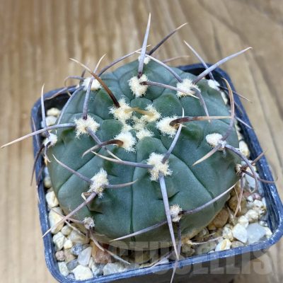 SH14839 Gymnocalycium vatteri, selection