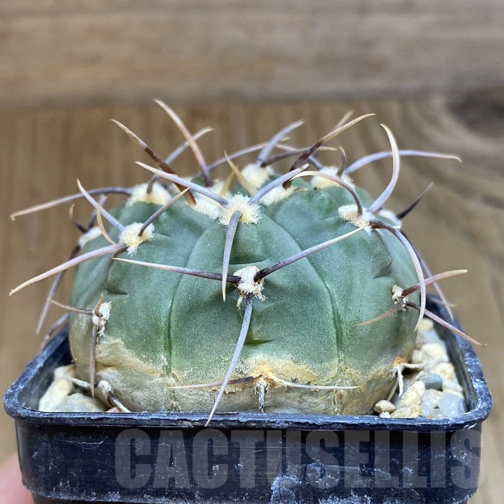 SH14839 Gymnocalycium vatteri, selection - Image 2