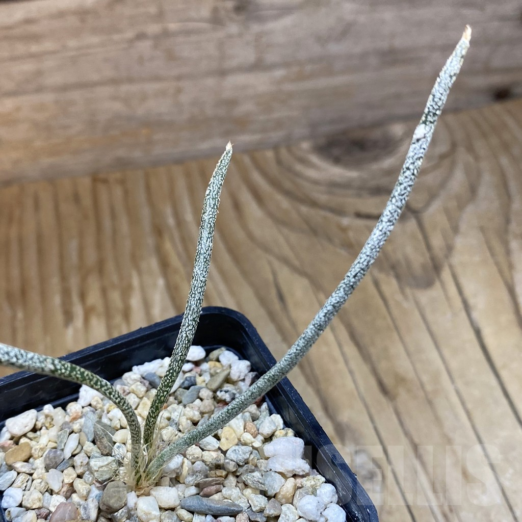 SH14786 Astrophytum caput-medusae, seedling