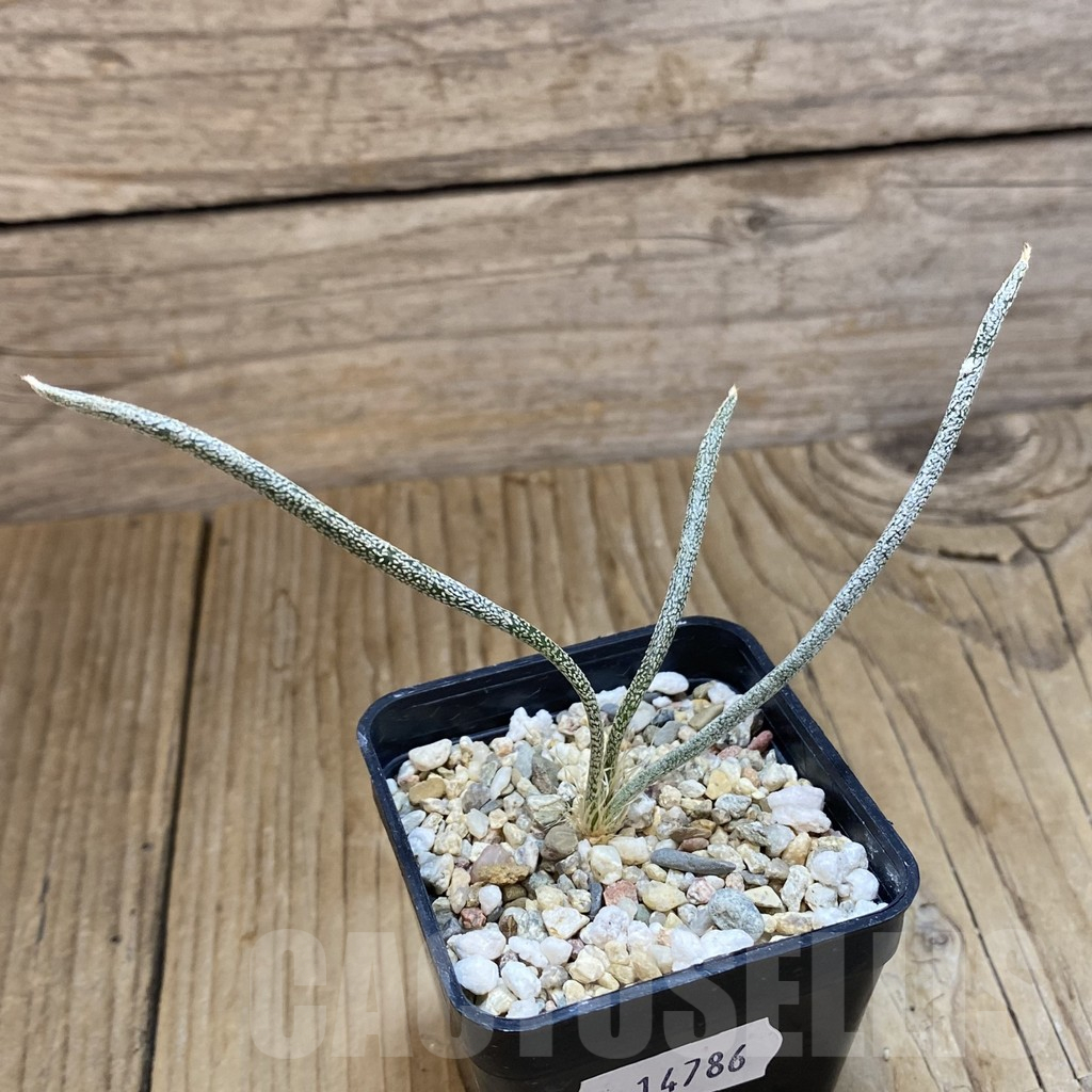 SH14786 Astrophytum caput-medusae, seedling - Image 2