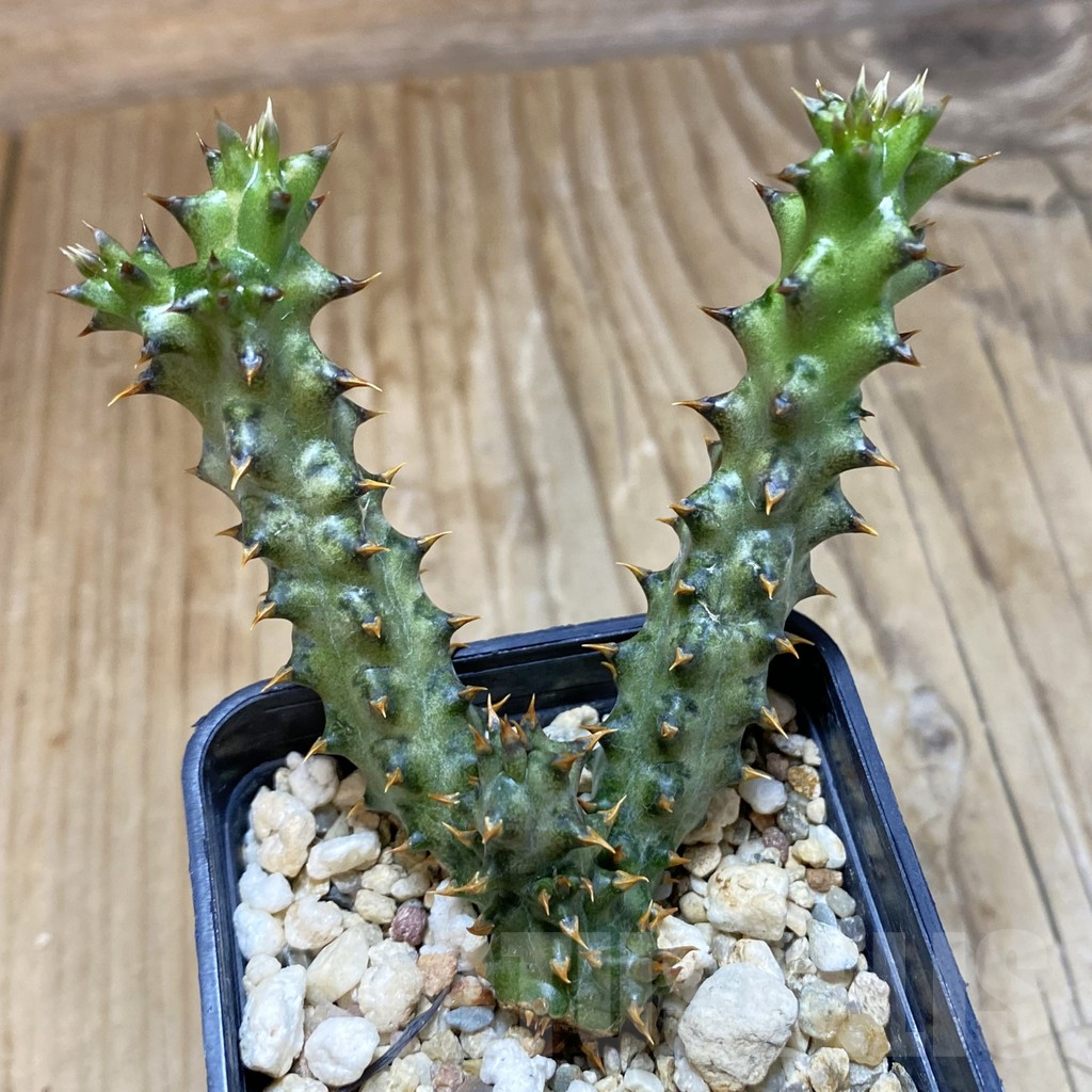 SH14788 Edithcolea grandis