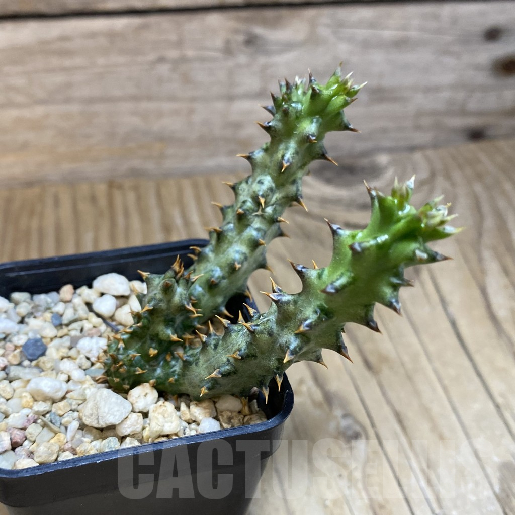 SH14788 Edithcolea grandis - Image 2