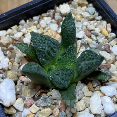 SH14790 Ariocarpus fissuratus ‘Godzilla’ hybrid, seedling