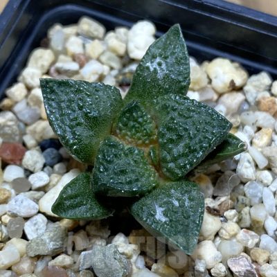 SH14791 Ariocarpus fissuratus ‘Godzilla’ hybrid, seedling