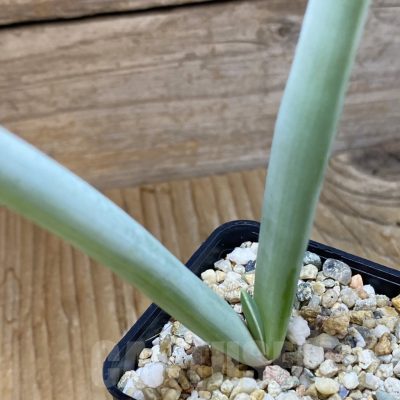 SH14793 Aloe plicatilis