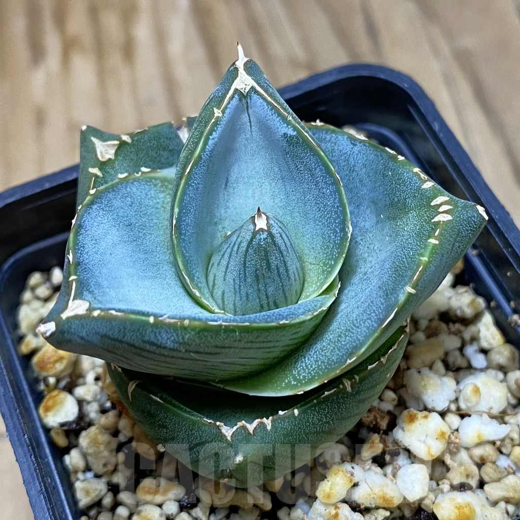 SH14795 Agave pumila