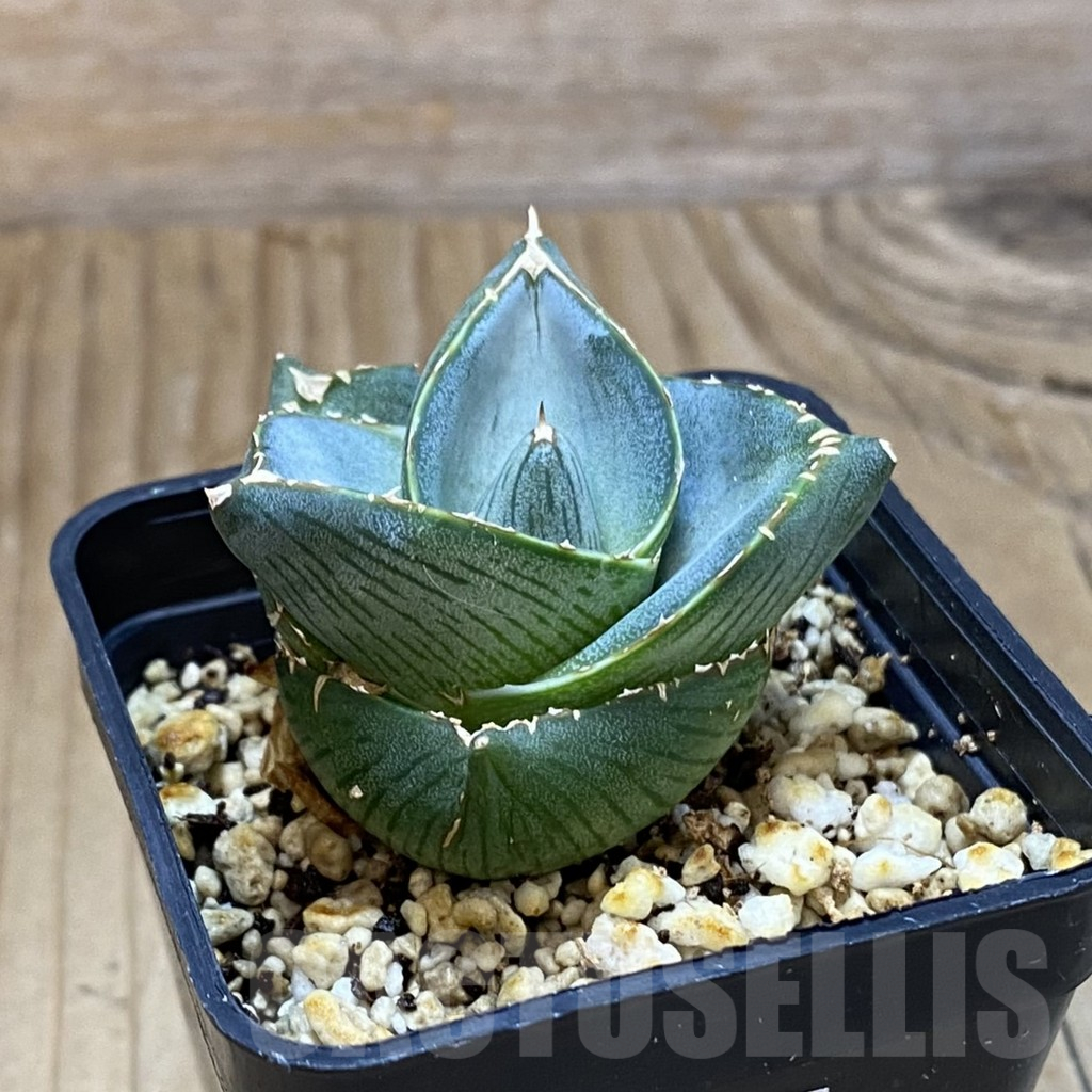 SH14795 Agave pumila - Image 2