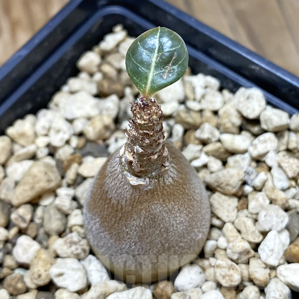 SH14806 Adenium socotranum